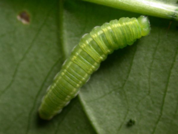 Episcada apuleia 5th instar, KRW-271