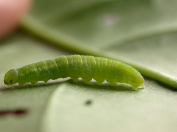 Episcada apuleia 5th instar, KRW-271