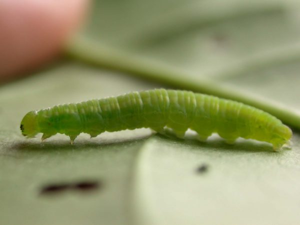 Episcada apuleia 5th instar, KRW-271