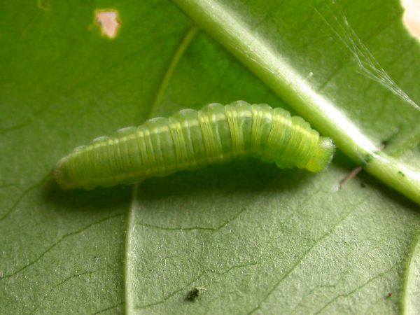 Episcada apuleia 5th instar, KRW-271
