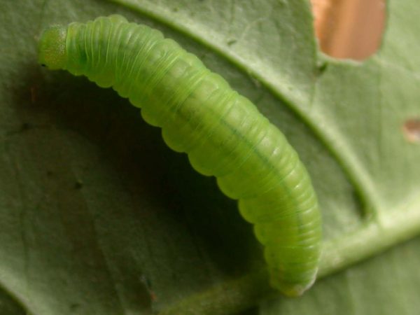 Episcada apuleia 5th instar, KRW-271