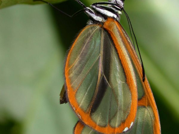 Episcada apuleia adult, KRW-271