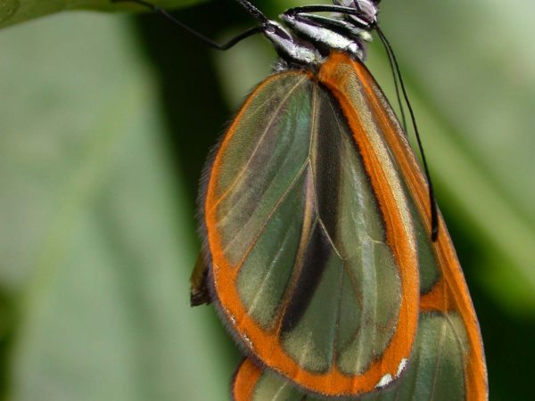 Episcada apuleia adult, KRW-271