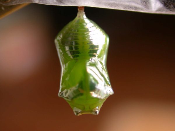 Episcada apuleia pupa dorsal, KRW-179