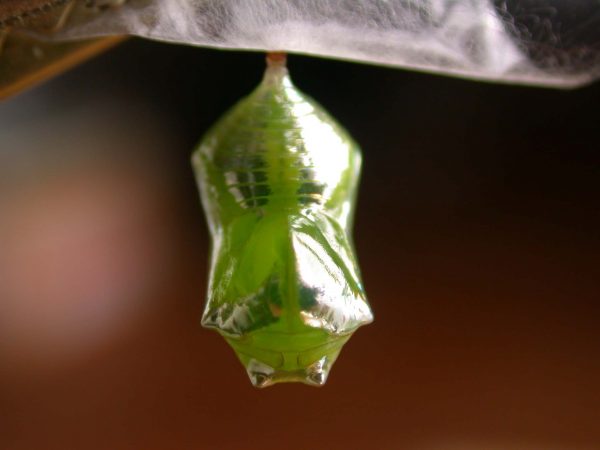 Episcada apuleia pupa dorsal, KRW-179