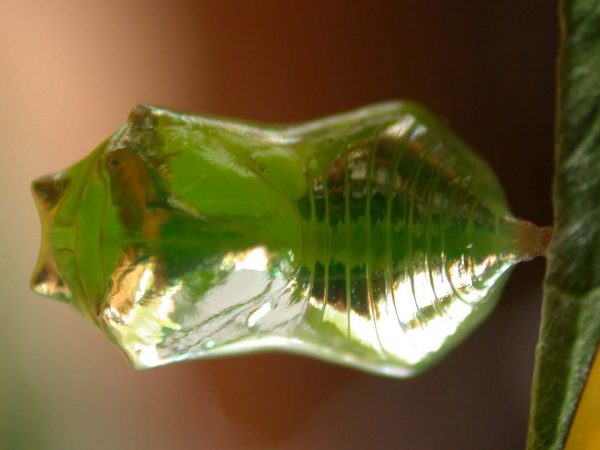 Episcada apuleia pupa dorsal, KRW-180