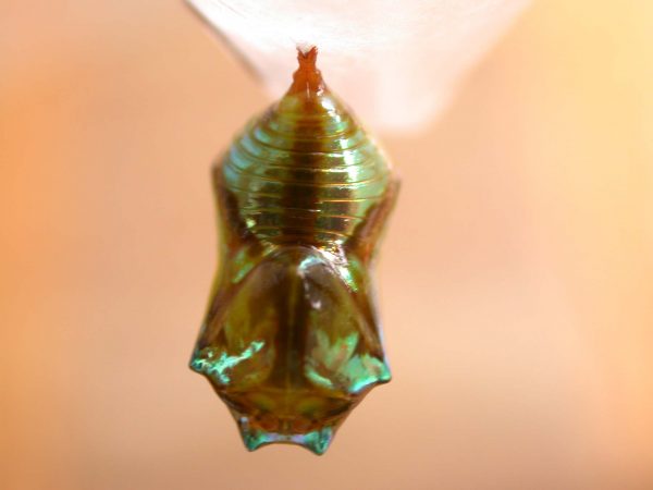 Episcada apuleia pupa dorsal, KRW-193