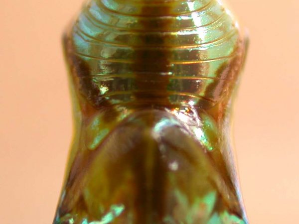 Episcada apuleia pupa dorsal, KRW-193