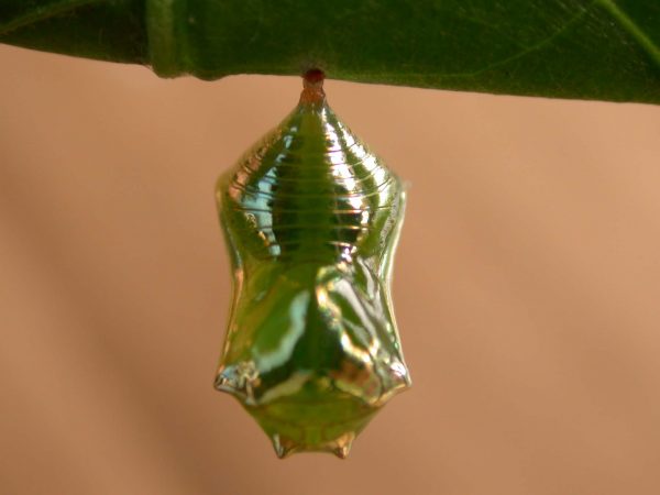 Episcada apuleia pupa dorsal, KRW-195