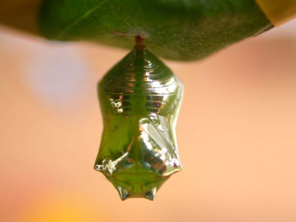 Episcada apuleia pupa dorsal, KRW-212