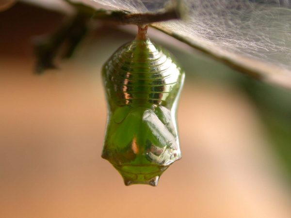 Episcada apuleia pupa dorsal, KRW-213