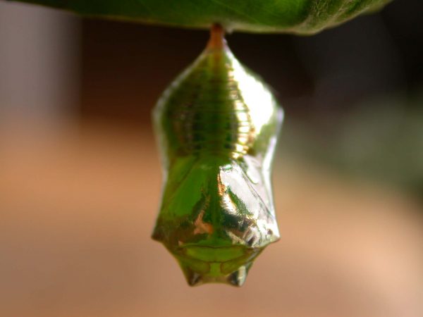 Episcada apuleia pupa dorsal, KRW-214
