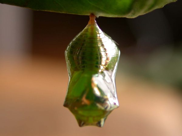 Episcada apuleia pupa dorsal, KRW-214
