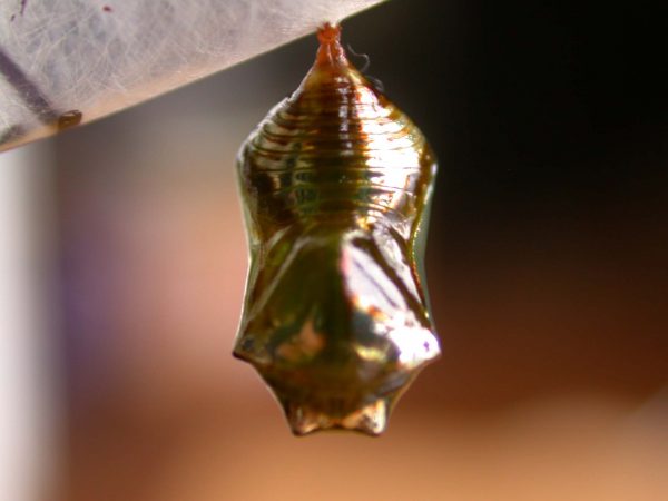 Episcada apuleia pupa dorsal, KRW-214