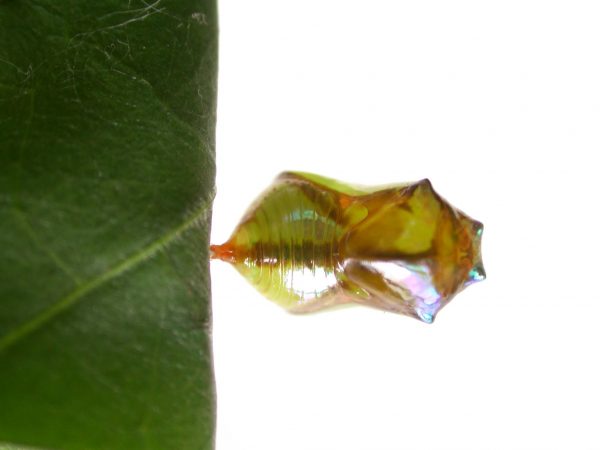 Episcada apuleia pupa dorsal, KRW-215