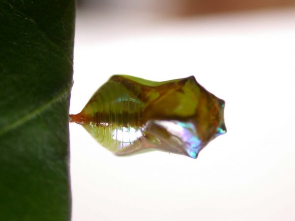 Episcada apuleia pupa dorsal, KRW-215