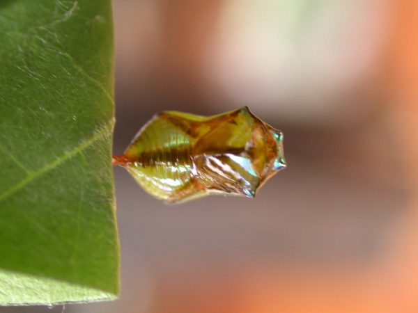 Episcada apuleia pupa dorsal, KRW-215