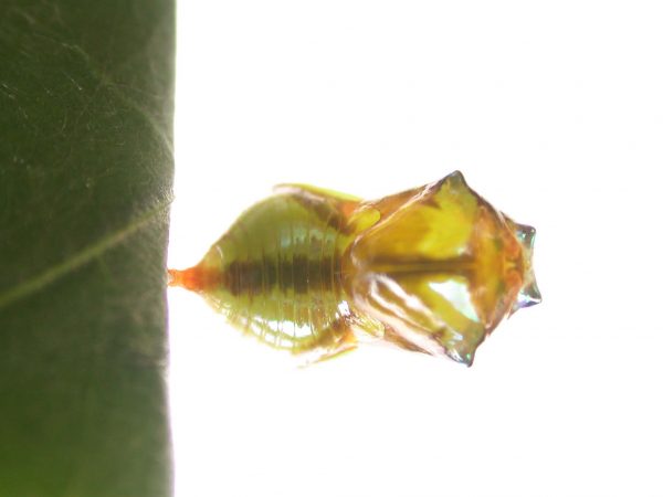 Episcada apuleia pupa dorsal, KRW-215