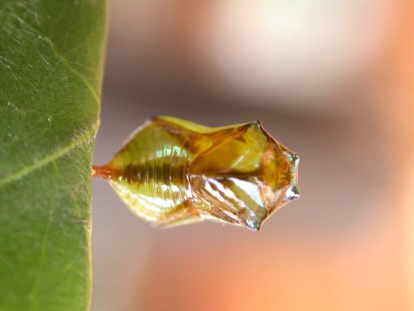 Episcada apuleia pupa dorsal, KRW-215