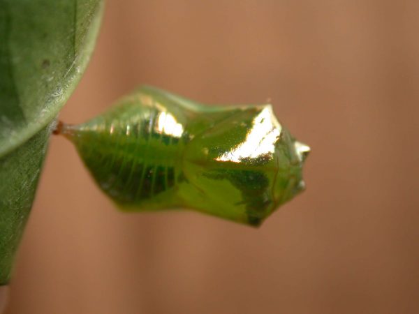Episcada apuleia pupa dorsal, KRW-215