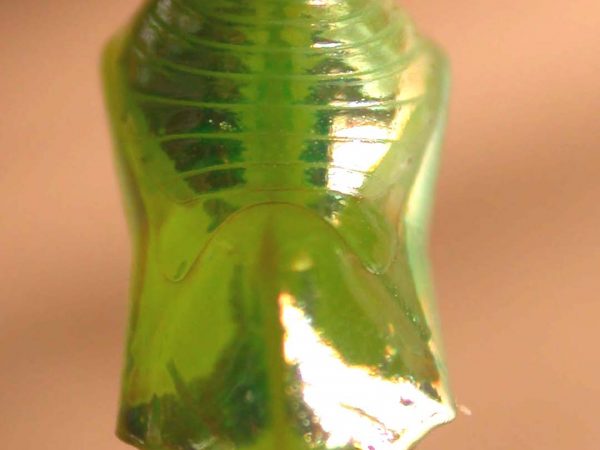 Episcada apuleia pupa dorsal, KRW-215