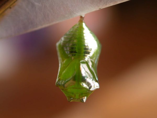 Episcada apuleia pupa dorsal, KRW-221