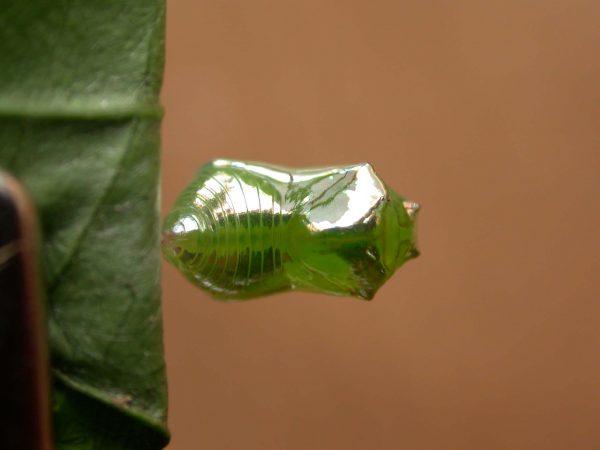 Episcada apuleia pupa dorsal, KRW-221