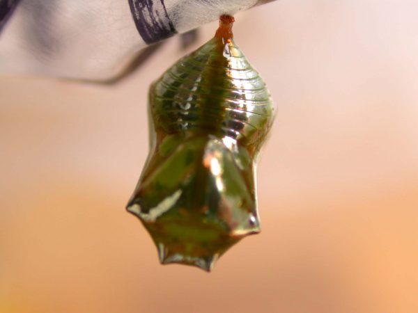 Episcada apuleia pupa dorsal, KRW-271