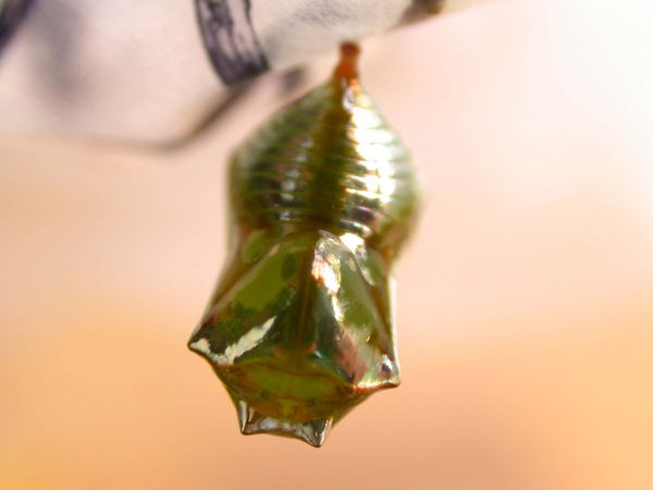 Episcada apuleia pupa dorsal, KRW-271