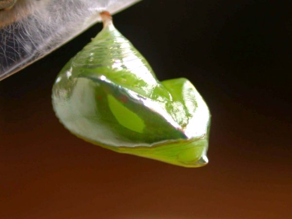 Episcada apuleia pupa lateral, KRW-179