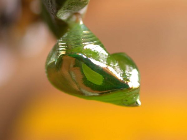 Episcada apuleia pupa lateral, KRW-180