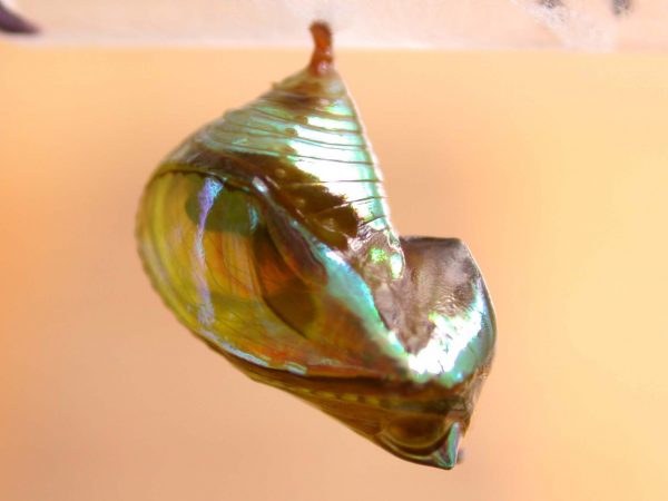 Episcada apuleia pupa lateral, KRW-193