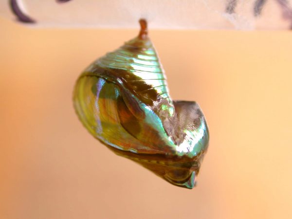 Episcada apuleia pupa lateral, KRW-193