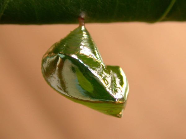 Episcada apuleia pupa lateral, KRW-195