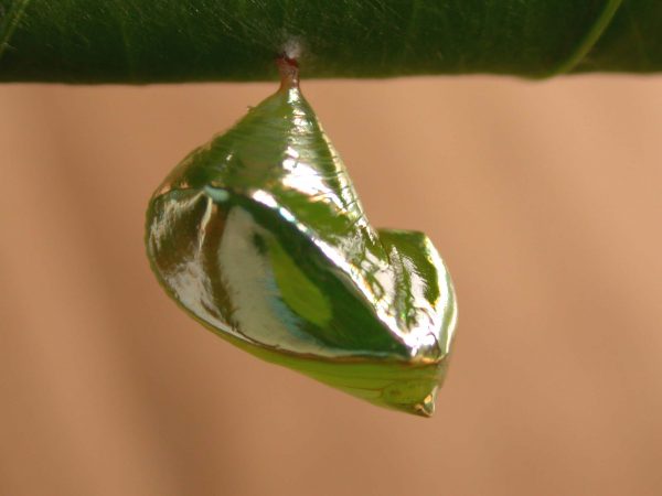 Episcada apuleia pupa lateral, KRW-195
