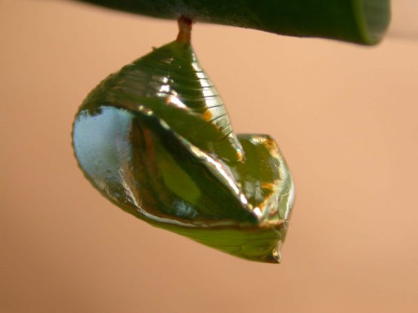 Episcada apuleia pupa lateral, KRW-212