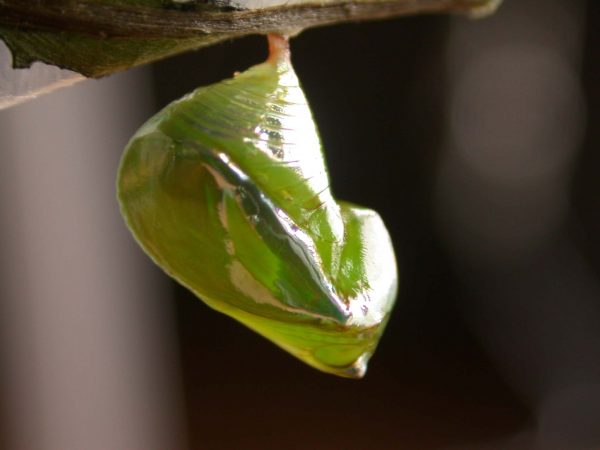 Episcada apuleia pupa lateral, KRW-213