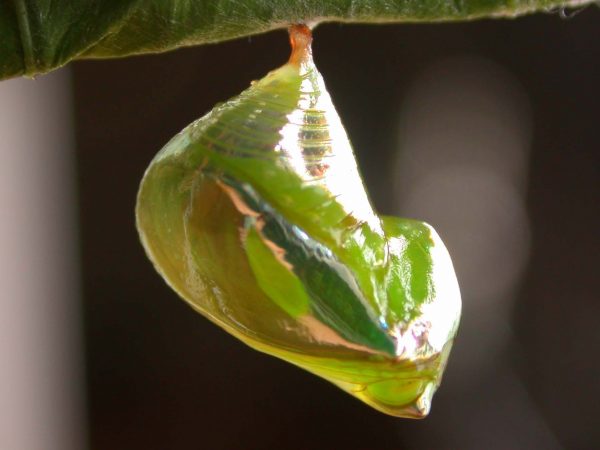 Episcada apuleia pupa lateral, KRW-214