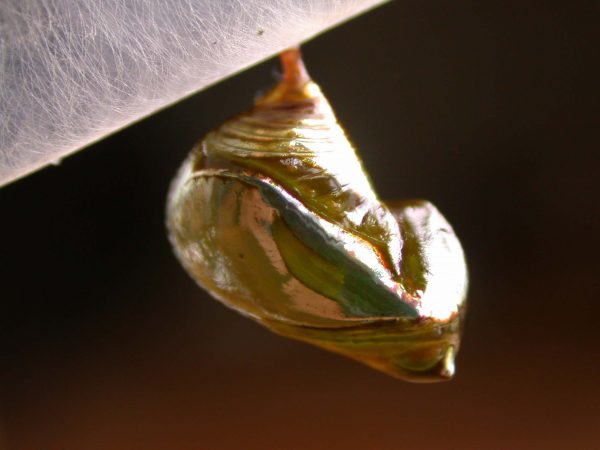 Episcada apuleia pupa lateral, KRW-214