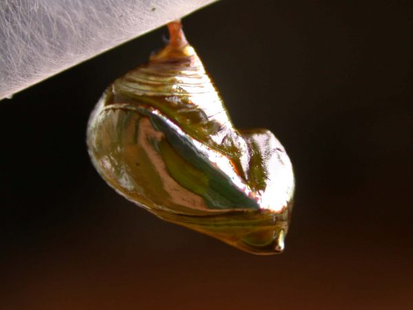 Episcada apuleia pupa lateral, KRW-214