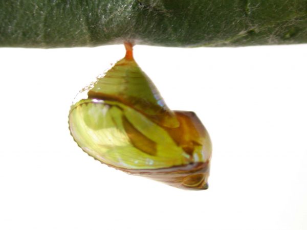 Episcada apuleia pupa lateral, KRW-215