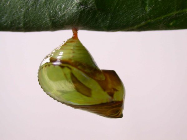 Episcada apuleia pupa lateral, KRW-215