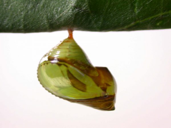 Episcada apuleia pupa lateral, KRW-215