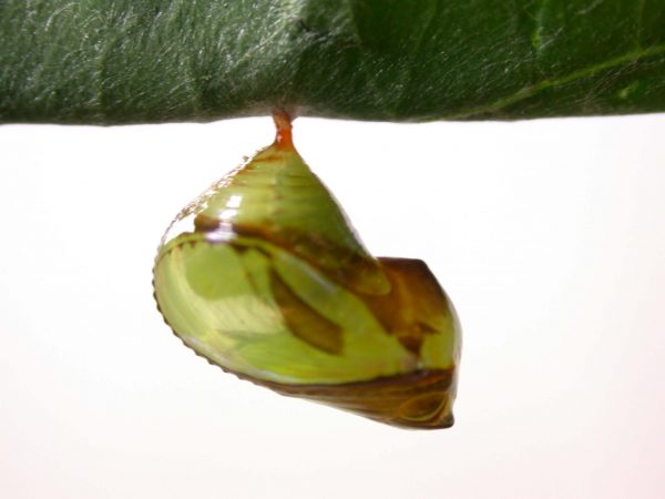 Episcada apuleia pupa lateral, KRW-215