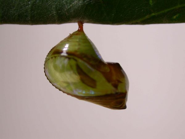 Episcada apuleia pupa lateral, KRW-215