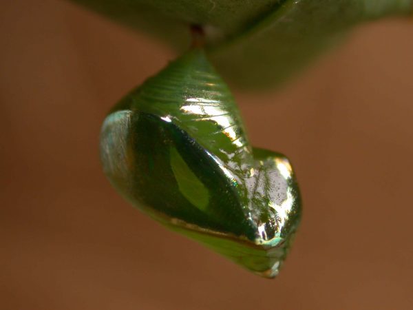 Episcada apuleia pupa lateral, KRW-215