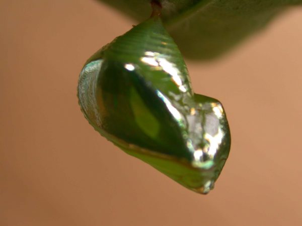 Episcada apuleia pupa lateral, KRW-215