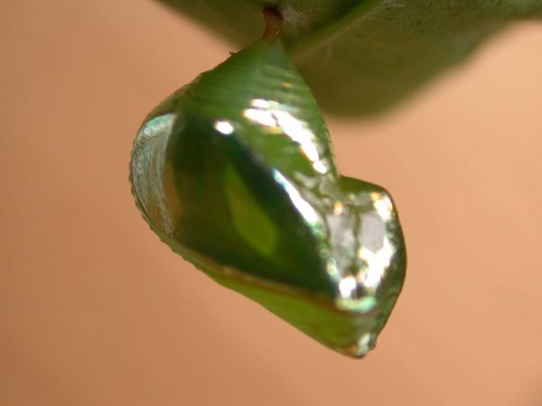 Episcada apuleia pupa lateral, KRW-215