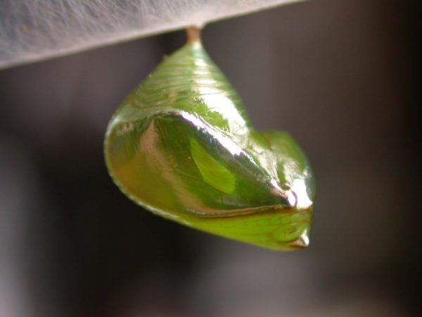 Episcada apuleia pupa lateral, KRW-221