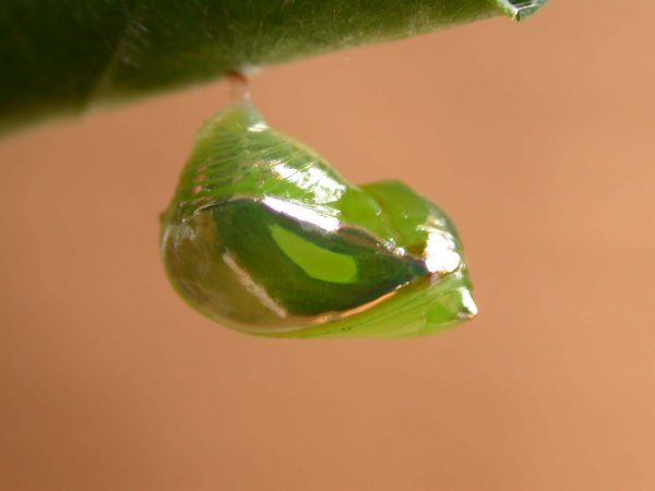 Episcada apuleia pupa lateral, KRW-226